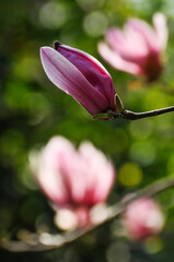  lovely magnolia blossom in springtime © 曹宇