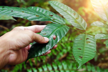 Hand holding a perforated leaf in the forest