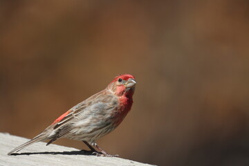 Male house finch perched on a wooden plank, gazing