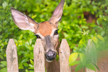 Curious deer peeking through a wooden fence, making eye contact