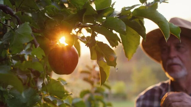 Senior man picking apple in the orchard