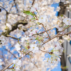 桜の風景　日本を代表する美しい花　満開の桜