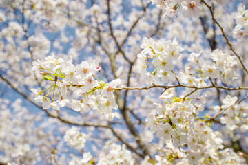 Obraz premium 桜の風景 日本を代表する美しい花 満開の桜