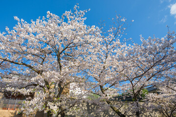桜の風景　日本を代表する美しい花　満開の桜