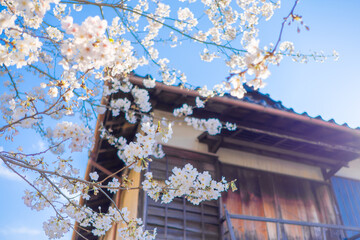 桜の風景　日本を代表する美しい花　満開の桜