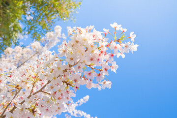 桜の風景　日本を代表する美しい花　満開の桜