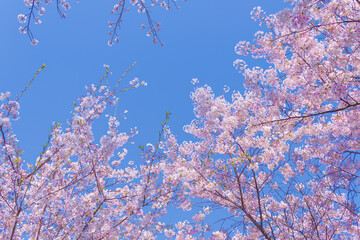 桜の風景　日本を代表する美しい花　満開の桜