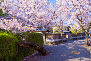 桜の風景　日本を代表する美しい花　満開の桜