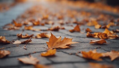 View of dry autumn leaves fallen on street