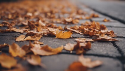 View of dry autumn leaves fallen on street