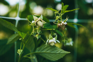 Raspberry blossom and first green raspberry berries close-up on a raspberry plantation