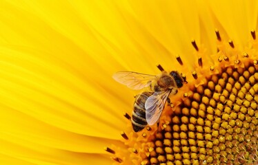 Bee and yellow flower background
