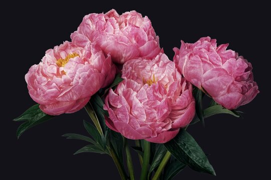 Pink peony flower background, design space