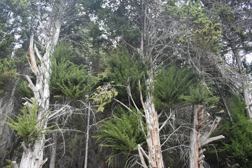 bosque cubierto de arboles altos que no se llega a ver la copa