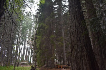 bosque con arboles ocupando toda la imagen