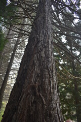 árbol en el bosque que muestra sus ramas  