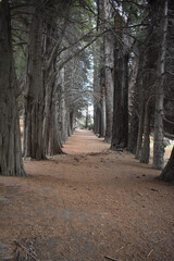 bosque arboles que muestran un camino perfecto