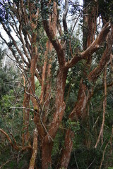 Fototapeta premium arboles cubriendo todo el lugar en un clima humedo
