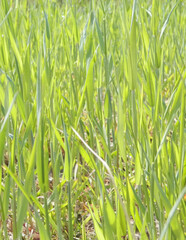 Close up of green grass as nature background.