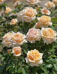 Rose flowers soft creamy yellow color in garden.