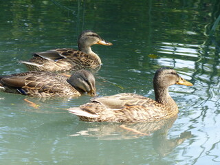 Canards dans un bassin