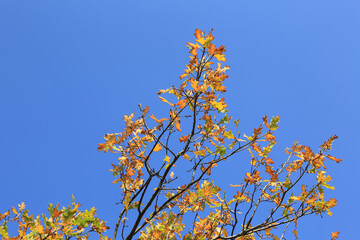 autumn oak twig - 758743550