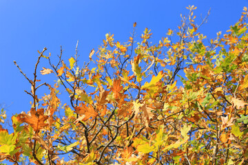 autumn oak branch - 758743557