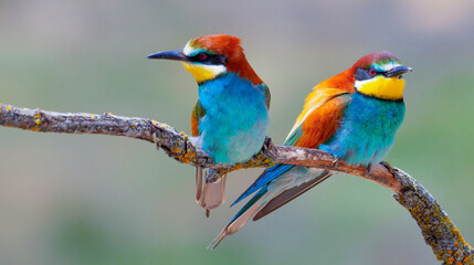 Bee-eater, Merops apiaster, Mediterranean Forest, Castilla y Leon, Spain, Europe
