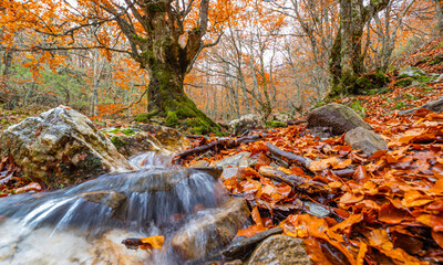 Stream Beech Forest, Hayedo de la Pedrosa Natural Protected Area, Beech Forest Autumn Season, Fagus sylvatica, Riofrío de Riaza, Segovia, Castilla y León, Spain, Europe