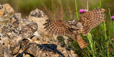 Little Owl, Athene noctua, Mediterranean Forest, Castilla y Leon, Spain, Europe