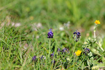 The plant (Muscari) with violet  flowers grows close-up