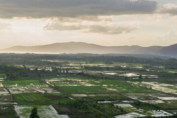 Fototapeta premium view of rice fields from the top of the hill 