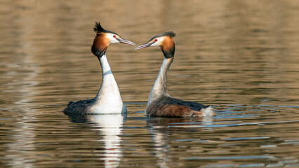 great crested grebe