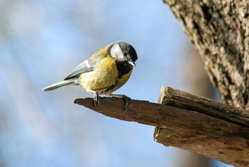 Obraz premium a bird on a branch