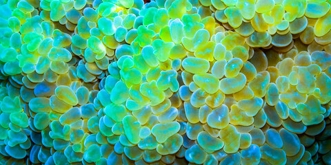 Opal Bubble Coral, Grape Coral, Pearl Coral, Bladder Coral, Plerogyra sinuosa,  Coral Reef, Red Sea, Egypt, Africa - obrazy, fototapety, plakaty