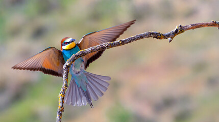 Bee-eater, Merops apiaster, Mediterranean Forest, Castilla y Leon, Spain, Europe