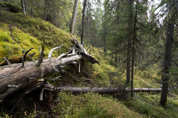 An old-growth forest of Närängänvaara with some deadwood on forest floor near Kuusamo, Northern Finland - obrazy, fototapety, plakaty