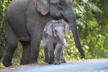 Family of Asian elephants in the wild - 758752532