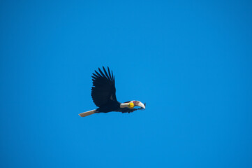 A hornbill is flying in the blue sky (Wreathed Hornbill) - 758752564
