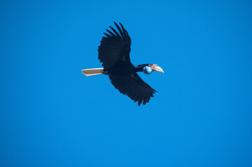 A hornbill is flying in the blue sky (Wreathed Hornbill) - 758752724