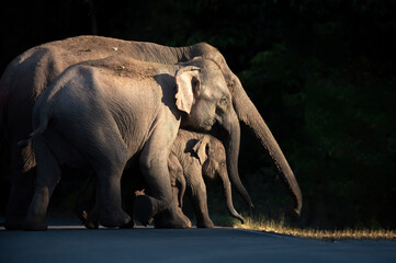 Family of Asian elephants in the wild - 758752765