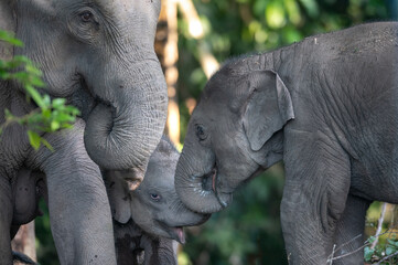 Family of Asian elephants in the wild - 758752798