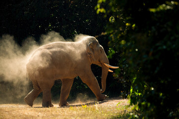 Male Asian elephant running away