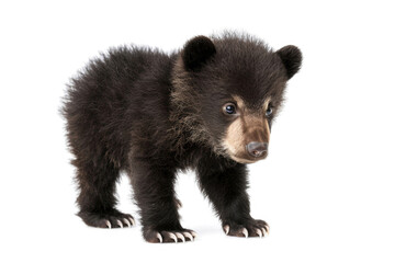 A cute Tian Shan bear cub with white claws on a white background - obrazy, fototapety, plakaty