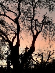 Albero d'ulivo in controluce, di fronte ai colori del tramonto.