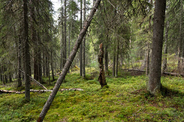 An old-growth forest of Närängänvaara with some deadwood on forest floor near Kuusamo, Northern Finland
