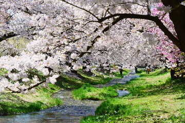 Obraz na płótnie Canvas 観音寺川の桜並木。猪苗代、福島、日本。4月下旬。