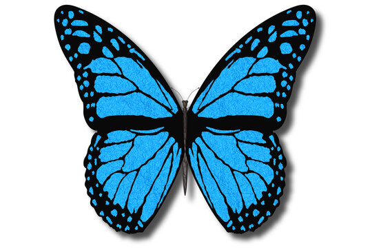 Farfalla colorata vola con le ali aperte su sfondo bianco..