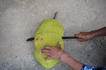 Sllice of Jackfruit