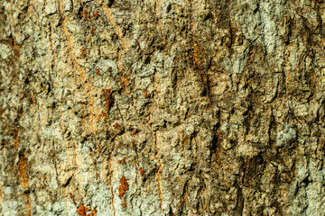 The natural beauty of tree bark texture with these unique designs bumpy, and uneven